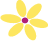 Small flower with 6 yellow petals and burgundy center